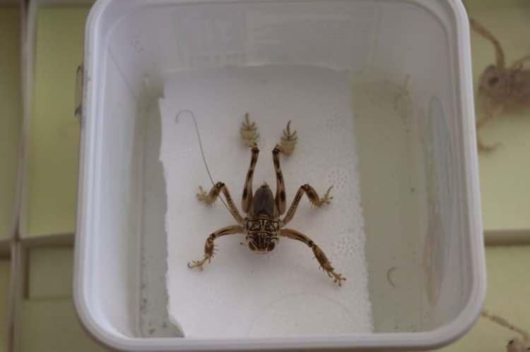 <p><strong>''&Ccedil;&Ouml;L EKOSİSTEMLERİNDE ANAHTAR BİR T&Uuml;R''</strong><br />
<br />
Kumda yaşadığı i&ccedil;in &ccedil;&ouml;l ekosistemlerinde anahtar bir t&uuml;r olan &ccedil;ekirgeye "Kum kriketi" ismini verdiklerini anlatan Aydın, ilgi &ccedil;eken &ccedil;ekirgenin dağılımını, biyolojik &ouml;zelliklerini, insanın bu t&uuml;r &uuml;zerindeki etkilerini ve bu &ccedil;ekirge t&uuml;r&uuml;n&uuml;n diğer canlılar &uuml;zerindeki etkilerini araştırarak bilimsel yayınlar hazırladığını kaydetti.</p>
