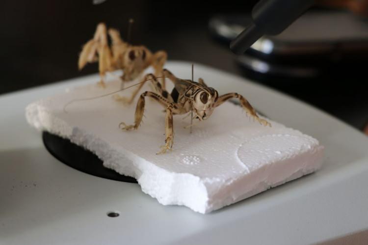 <p>Aydın, Akdeniz'e yakın kıyı kesimlerinde g&ouml;r&uuml;lmesi beklenen bu &ccedil;ekirge t&uuml;r&uuml;n&uuml;n kentlerin kıyı alanlarına kadar yayılmasından dolayı doğal habitatlarının yıprandığını s&ouml;yledi.</p>
