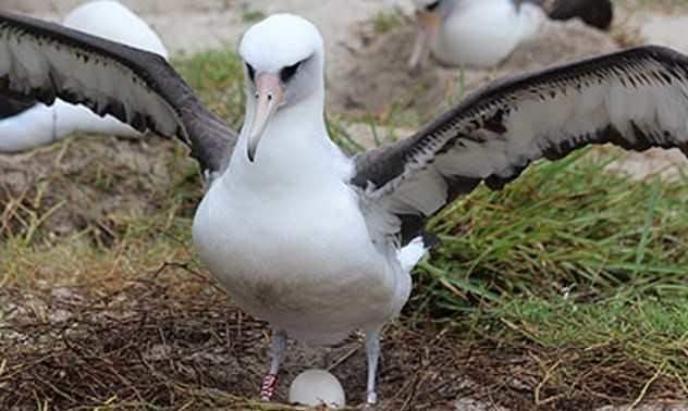 <p>Kuzey Pasifik Okyanusunda, Hawaii takımadalarının kuzey-batısında bulunan ve uzun yıllar albatros kuşlarına ev sahipliği yapan Midway Adası&rsquo;nda yaşayan 70 yaşındaki d&uuml;nyanın en yaşlı albatrosu Wisdom, 40&rsquo;ıncı yavrusunu d&uuml;nyay getirdi.&nbsp;</p>
