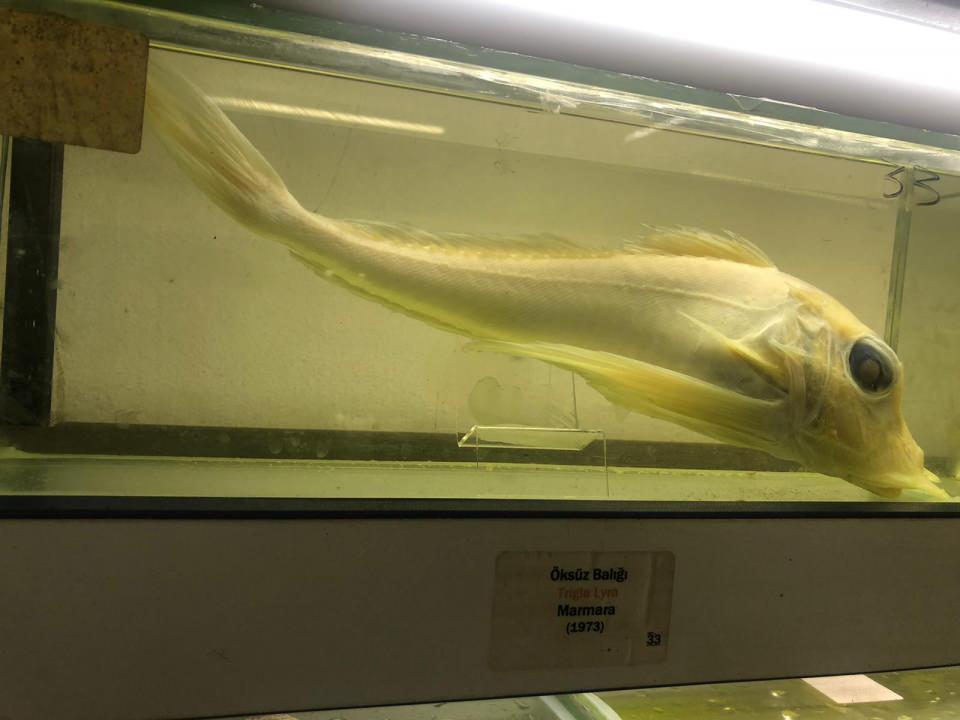 <p>İstanbul'da çok fazla kimsenin bilmediği balık müzesinde 450'den fazla balık türü sergileniyor. Sergilenen balıklar arasında 52 yıl önce tutulmuş bir kurbağa ve çizgili hani balığı, 1970'te yakalanmış bir eşkina ve 1973'te tutulmuş bir öksüz balığı bile var. </p>

<p> </p>
