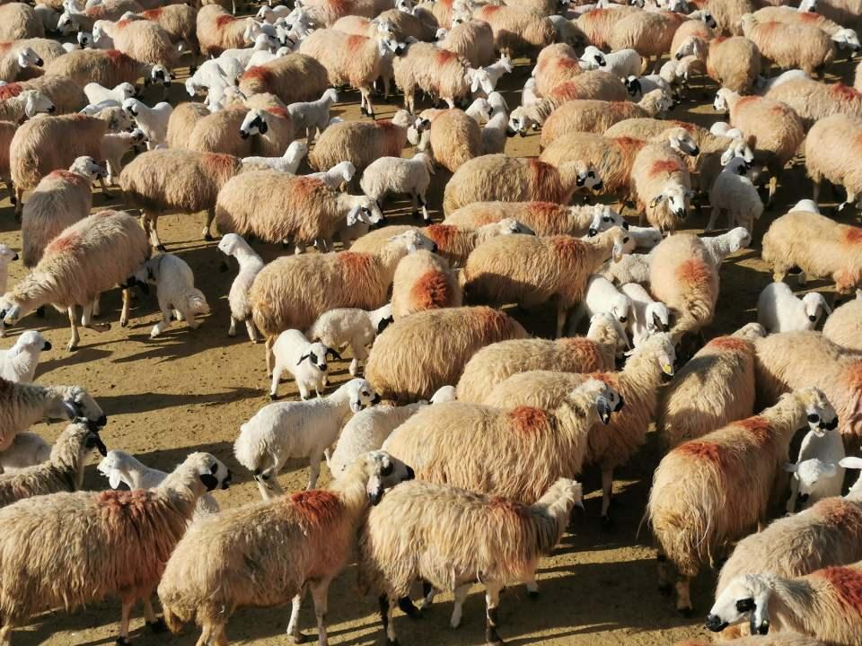 <p>Tunceli'de çetin geçen kışın ardından, havalar ısınmaya başladı. Küçükbaş hayvan yetiştiriciliğinin yaygın olarak yapıldığı Pertek ilçesinde meralarda otlayan koyunların yeni doğan ve süt emme alışkanlığı kazanmaları için annelerinden ayrı yerde tutulan kuzularla buluşma anı renkli görüntülere sahne oluyor. </p>
