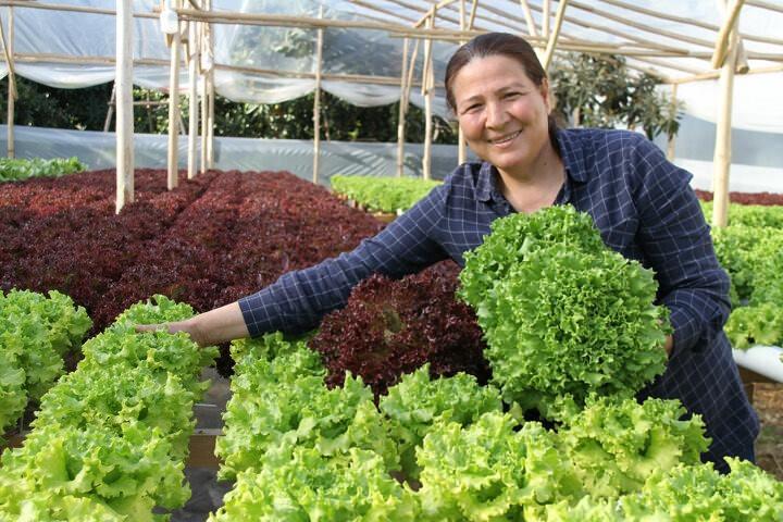 <p>Meliha Adalı'nın eşi Gürcan Adalı ise “Eşim ev kadınıyken internette gördüğü topraksız tarım uygulamasını bana söyledi ve ben de yardımcı olacağımı söyledim. Yaklaşık 20 bin lira harcayarak, 200 metrekare sera oluşturduk. Her gün buraya geliyor ve marul ile ilgileniyor. Ürettiği marulları satarak aile ekonomisine de katkı sağlıyor. Eşimle gurur duyuyorum. Kadınlarımıza güvenelim ve onların arkasında olalım. İnanın Türk kadınının başaramayacağı iş yoktur” diye konuştu.</p>