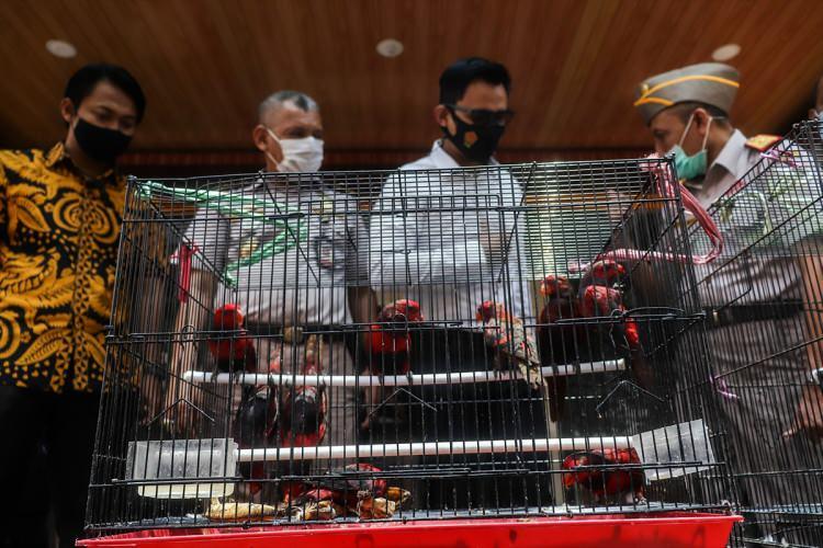 <p>Doğu Java eyaletinde yer alan Sidoarjo bölgesindeki Surabaya Tarımsal Karantina Merkezi'nde düzenlenen basın toplantısında, göz altına alınan 5 kaçakçıdan 313 sığırcık, 6 Kakadu papağanı, 19 Tanimbar Kakadu papağanı, 285 su kaplumbağası ve 10 Sulawesi siyah güvercinin kurtarıldığı bildirildi.</p>
