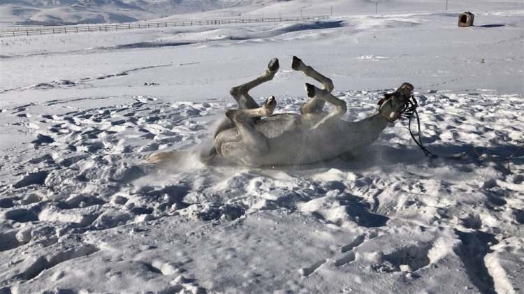 <p>Kars Kafkas Atlı Spor Kulübü’nün meşhur atı ‘Poyraz', karların üzerinde uzun süre yuvarlandı. </p>
