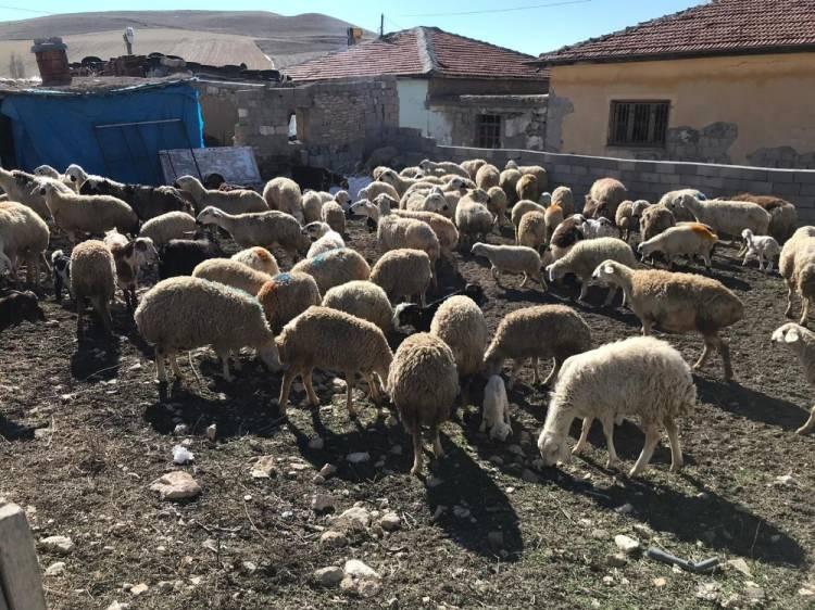 <p>Köyde yangının çıktığı yerde inceleme yapan Nevşehir Valisi İnci Sezer Becel, yaptığı açıklamada, 120 koyunu telef olan vatandaşların yaralarının devlet desteği ile sarıldığını söyledi. </p>
