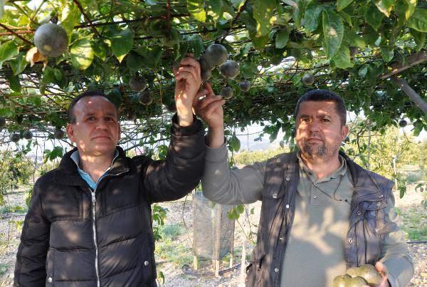 <p>Antalya'nun Gazipaşa ilçesinde yetiştirilen 'çarkıfelek', 'aşk meyvesi', 'gençlik iksiri' gibi isimlerle de anılan passiflora (passion fruit) hasadına başlandı. Üretici İsa Görgülüer'in bir yıl önce deneme amaçlı 500 metrekare açık alana ekimini yaptığı ve ilk meyvelerini aldığı passiflora, toptan kilosu 75 liradan alıcı buldu.</p>
