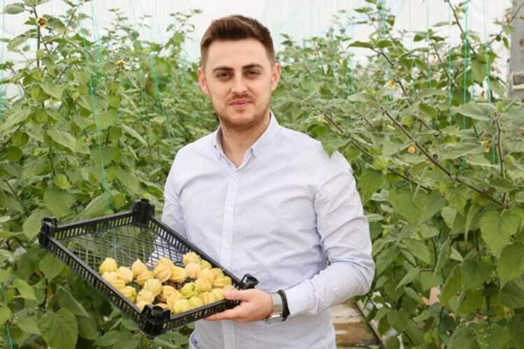 <p><strong>'DÜNYANIN EN ZENGİN LİF ORANINA SAHİP MEYVESİ'</strong></p>

<p>Altın çileğin dünyanın en zengin lif oranına sahip meyvesi olduğunu belirten firma satış direktörü Burak Akbulut, antioksidan oranı yüksek bir meyve olduğunu, ayrıca şeker oranı düşük olduğu için diyabet hastaları tarafından tercih edildiğini söyledi. Firma olarak yaklaşık bir yıldır altın çilek üretimine yönelik Ar- Ge çalışmaları yaptıklarını ve 5 dönümlük serada bu yıl ilk üretimi gerçekleştirdiklerini kaydeden Akbulut, “Anavatanı Güney Amerika olan bu ürün Türkiye'de Akdeniz ve Ege bölgesinde kapalı seralarda yetiştirilebiliyor" dedi.</p>
