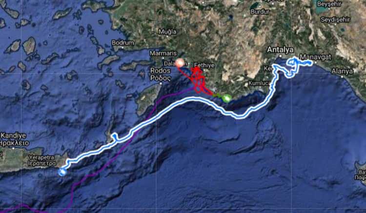 <p><strong>6 CARETTA TÜRKİYE'DEN AYRILMADI</strong></p>
<p>Likya ve Kadriye dışında 30-35 yaşlarındaki 'Patara' ise Kaş'a çok yakın konumdaki Yunan adası Meis'e gidip geri geldi ve Kaş Çukurbağ mevkiinde vakit geçiriyor. Toplamda 483 kilometre yaptı. İsim annesi Emine Erdoğan olan, 40-45 yaşlarındaki Belkıs, bırakıldığı Patara kumsalından kıyıları takip edip İztuzu Plajı'na gitti. Uzun süredir bu bölgede olan Belkıs, 867 kilometre yaptı. 30- 35 yaşlarındaki Belek, sahil boyunu takiben İztuzu Plajı'na giderek, 794 kilometre yaptı. 25-30 yaşlarındaki Uğurlu, bırakıldığı İztuzu Plajı'ndan Kalkan'a doğru gidip geri döndü ve toplamda 345 kilometre yaptı. 30-35 yaşlarındaki Göksu ve 35- 40 yaşlarındaki Mersin ise bırakıldıkları Göksu sahilinden sadece Taşucu kıyılarına kadar gidip geri döndü. Mersin kıyılarından ayrılmayan Göksu 184, Mersin 402 kilometre yol yaptı.</p>