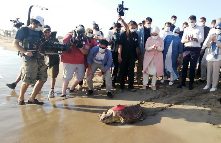 <p>Deniz Kaplumbağaları Araştırma, Kurtarma ve Rehabilitasyon Merkezi'nin (DEKAMER), uydu cihazıyla takip ettiği 12 Caretta caretta'dan biri Tunus-Gabes Körfezi, biri Yunan adalarına, diğeri İtalya kıyılarına giderken, 9'u ise kış döneminde dahi Türkiye kıyılarından ayrılmadı.</p>
<p> </p>