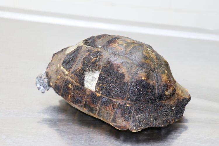 <p>Mahmutlar Mahallesi Salatı mevkii yakınlarında bulunan ormanlık alanda saat 08.00 sıralarında bilinmeyen bir sebepten dolayı yangın &ccedil;ıktı. Yangını g&ouml;renler, itfaiye ve orman ekiplerine bildirdi.&nbsp;</p>
