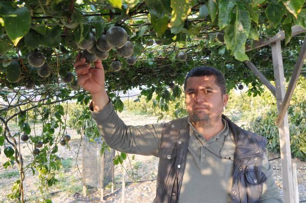 <p>Antalya'nun Gazipaşa ilçesinde yetiştirilen 'çarkıfelek', 'aşk meyvesi', 'gençlik iksiri' gibi isimlerle de anılan passiflora (passion fruit) hasadına başlandı. Üretici İsa Görgülüer'in bir yıl önce deneme amaçlı 500 metrekare açık alana ekimini yaptığı ve ilk meyvelerini aldığı passiflora, toptan kilosu 75 liradan alıcı buldu.</p>
