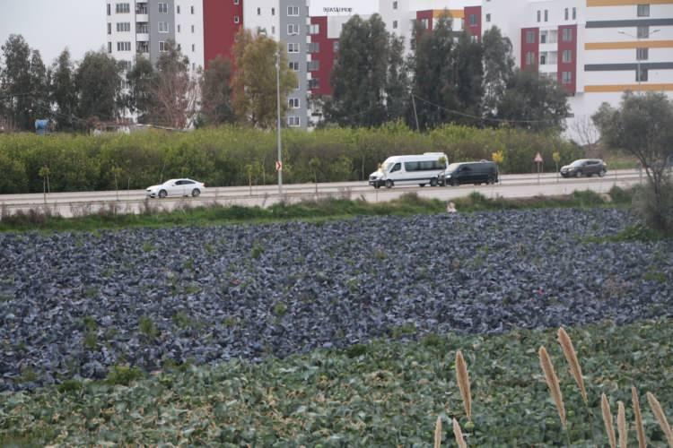 <p><strong>'YOL KENARINDAKİ TARIMSAL ÜRETİME DİKKAT'</strong></p>
<p>Kent bahçeciliği, balkon tarımı ya da ev önlerindeki küçük alanlarda yapılan bahçe tarımının da 'doğal' olarak düşünüldüğünü, ancak çevresel faktörlerle çeşitli riskler taşıdığının altını çizen Prof. Dr. Özer, şunları söyledi:</p>
<p>"Özellikle yol kenarlarında üretilen ve satılan ürünler egzoz dumanına bağlı olarak ya da bilinçsizce gübre ve pestisitlerin de kullanımıyla ciddi gıda riskleri taşıyabilir.</p>