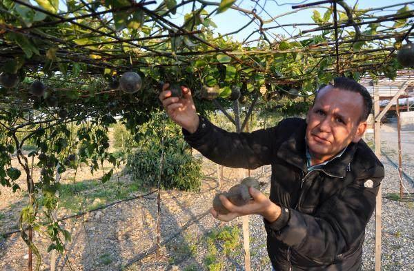 <p>Antalya'nun Gazipaşa ilçesinde yetiştirilen 'çarkıfelek', 'aşk meyvesi', 'gençlik iksiri' gibi isimlerle de anılan passiflora (passion fruit) hasadına başlandı. Üretici İsa Görgülüer'in bir yıl önce deneme amaçlı 500 metrekare açık alana ekimini yaptığı ve ilk meyvelerini aldığı passiflora, toptan kilosu 75 liradan alıcı buldu.</p>
