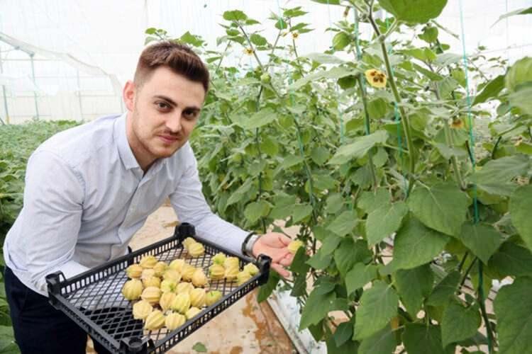 <p><strong>ÇİÇEKTEN MEYVEYE DÖNÜŞÜYOR</strong></p>

<p>İlk aşamada çok güzel bir çiçek olarak açan altın çileğin, yapraklarının küre şeklinde kapandığını ve içinde meyvesinin oluştuğunu anlatan Akbulut, “Yeşil olan dış yaprak kısmı sarardığı zaman hasadı yapılıyor. Şubat sonunda hasadımız başladı ve haziran ayı sonuna kadar süpermarketler ve manavlarda 100 gramlık paketler halinde satışına başlandı. Bir pakette yaklaşık 13-14 adet bulunuyor ve fiyatı da 15 TL" dedi.</p>
