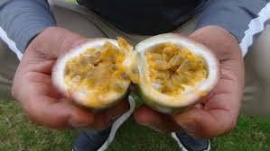 Bu meyve zengin ediyor! Kilosu 75 lira