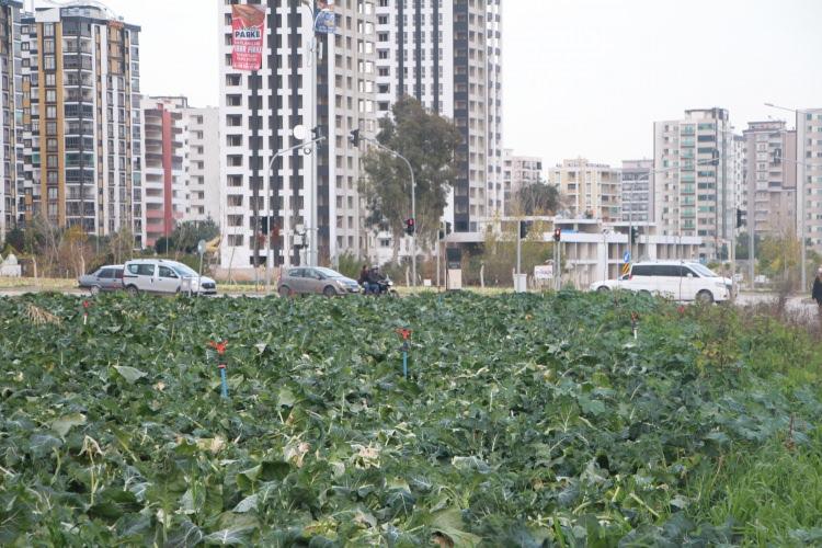 <p> Adana'da kentin hemen içinde, oturduğumuz yerlerde, otoban ve otoyol kenarında buna benzer birçok üretim modellemesi görebiliyoruz. Buralarda hava ne kadar temiz? Adana kent bostanının bulunduğu yerin çevresinde 26 tane yüzme havuzlu site var. </p>