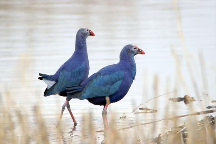 <p>Iğdır sınırlarındaki milli park, kuş &ccedil;eşitliliği a&ccedil;ısından yurdun en zengin noktaları arasında yer alıyor.</p>

<p>&nbsp;</p>
