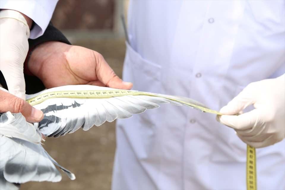 <p>Cumhuriyet &Uuml;niversitesi Yıldızeli Meslek Y&uuml;ksekokulu Tıbbi Hizmetler ve Teknikler B&ouml;l&uuml;m&uuml; Doktor &Ouml;ğretim &Uuml;yesi Taner Daştan, yazılı a&ccedil;ıklamasında, Sivas taklacı g&uuml;vercinini T&uuml;rkiye'ye ve d&uuml;nyaya tanıtmak i&ccedil;in saha, laboratuvar ve ırk tayini &ccedil;alışması yapacaklarını kaydetti.</p>

<p>&nbsp;</p>
