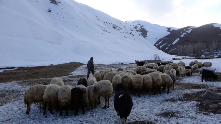 <p>Y&uuml;ksekova il&ccedil;esinde hayvanlarını meralara &ccedil;ıkarma hesabı yapan besiciler, dağlarda ve ovada hala erimeyen kar nedeniyle zor g&uuml;nler yaşıyor.&nbsp;</p>
