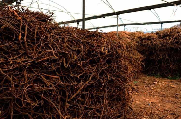 <p>Avar, meyan kökünün çubuk halinin de ağızda çiğnenerek tüketildiğini anlattı. Yılda yaklaşık 225 ton meyan kökünün 200 tonunun çay olarak işlendiğini, 25 tonunun da çubuk haline getirildiğini ifade eden Avar, ürünlerinin yıllık getirisinin ise ortalama 1 milyon lira olduğunu söyledi.</p>

<p> </p>
