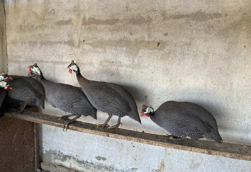 <p>Biz de ise şu an beyaz ve siyah İran tavuğu var. Mart aylarında yumurtlamaya başlıyorlar. Üç, dört ay kadar yumurtlama dönemi sürüyor."  </p>
