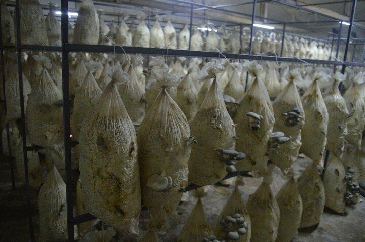 <p>“İstiridye mantarını tanıtmak zor oldu”<br />
<br />
Özlem Çınar, ilk başından ürettiği mantar türünü insanlara tanıtırken bazı zorluklar çektiği söyledi. Ancak insanlar bunun lezzeti ve faydalarını görünen tüketmekten vazgeçmediği diyen Çınar, “İstiridye mantarını tanıtmak zor oldu. Pek çok yemeği olduğu için şu anda birçok evin mutfağına girdi. Bu bölgede komposto hazırlayıp üretim yapan tek yer burası...</p>
