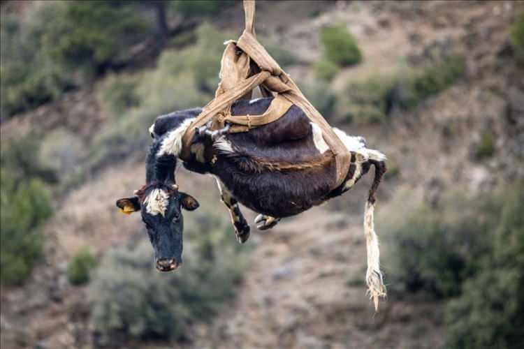 <p>Hatay'ın Hassa ilçesinde, yaklaşık 50 metrelik uçurumdan dereye düşen inek itfaiyenin 6 saatlik çalışmasıyla kurtarıldı. ( Burhan Ateş - Anadolu Ajansı )</p>

<p> </p>
