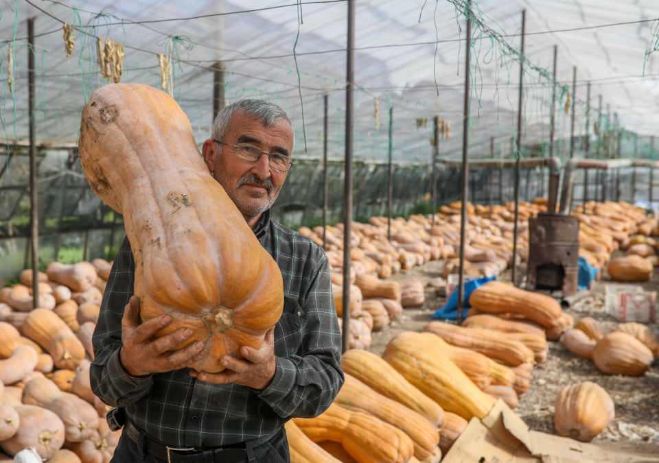 <p><strong>CAM SERALARDA BEKLETİLİYOR</strong></p>
<p>Antalya Ziraat Odası Yönetim Kurulu Meclis Üyesi aynı zamanda Gökçen Mahallesi'nin 20 yıllık eski muhtarı çiftçi Adem Yıldırım, “Bal kabağı denilince Doyran bölgesi, Çakırlar çukuru ve Gökçen Mahallesi akla gelir. </p>
