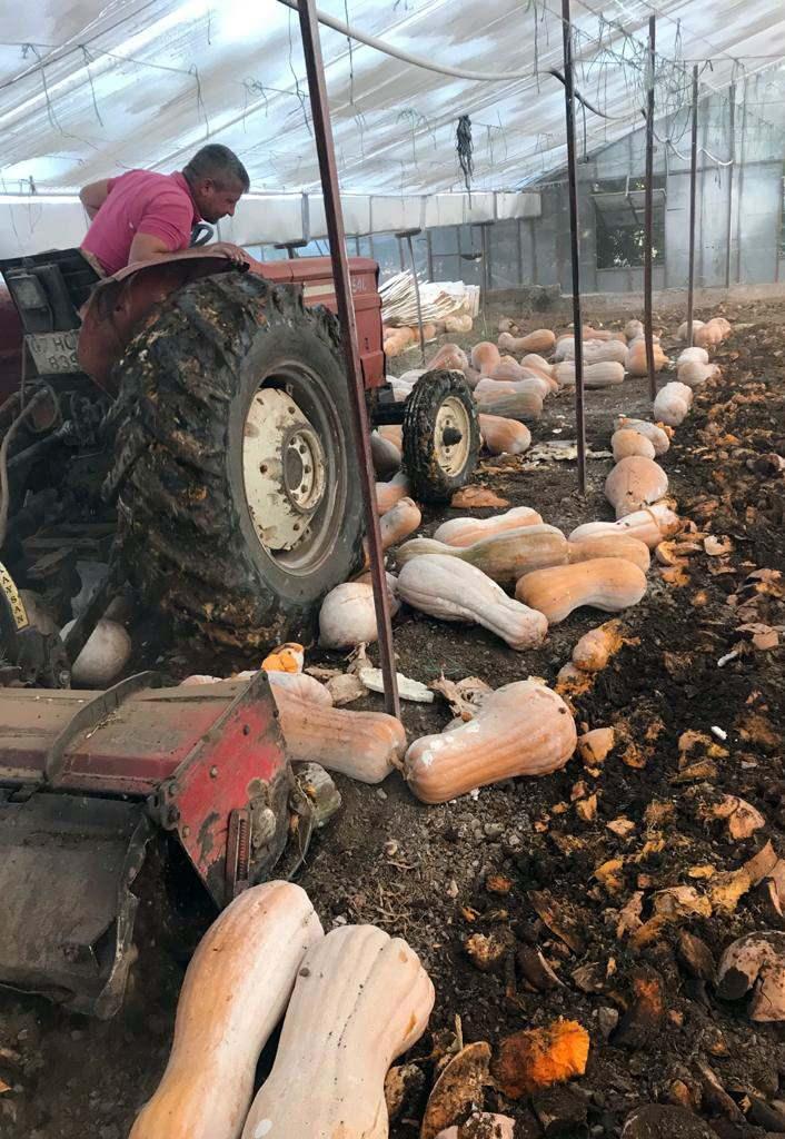 <p>Covid-19 birçok sektörü etkilediği gibi bal kabağı üretimini ve satışını da etkiledi. Alıcı yok, cam seralara stokluyoruz. Mart ayı geçtikten sonra içerden çürümeye başlıyor. Şubat ila mart ayında 6 TL olan kilo fiyatı şu anda 1.5 TL'ye satılmıyor" dedi.</p>