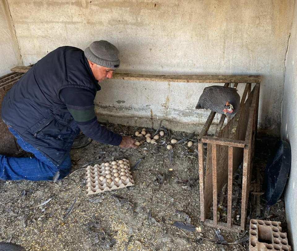 <p> Gelen tehlikeleri haber verdiği bilinir. Çok bağıran ve gürültülü bir hayvan türü. Dört, beş farklı renkte İran tavuğu bulunuyor. </p>
