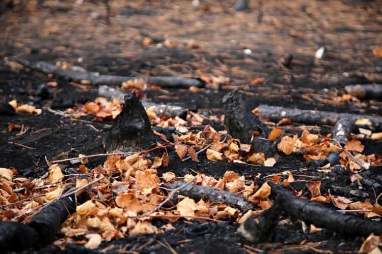 <p>B&ouml;lgenin yeniden yeşillendirilmesi&nbsp;i&ccedil;in Kastamonu Orman B&ouml;lge M&uuml;d&uuml;rl&uuml;ğ&uuml; ekipleri tarafından hummalı bir &ccedil;alışma başlatıldı.</p>
