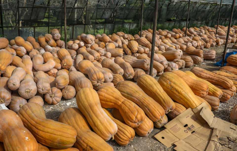 <p><strong>'110 TON BAL KABAĞI ÇÜRÜRSE TRAKTÖRLE EZİP GÜBRE YAPACAĞIM'</strong></p>
<p>Yılmaz Gökalp, şu an ise 110 ton bal kabağının elinde kaldığını söyledi. 2020 yılı mart ayında Korkuteli'de ve Gökçen Mahallesi’ndeki araziye bal kabağı ektiğini anlatan Gökalp, "İki yıldır perişanız. </p>