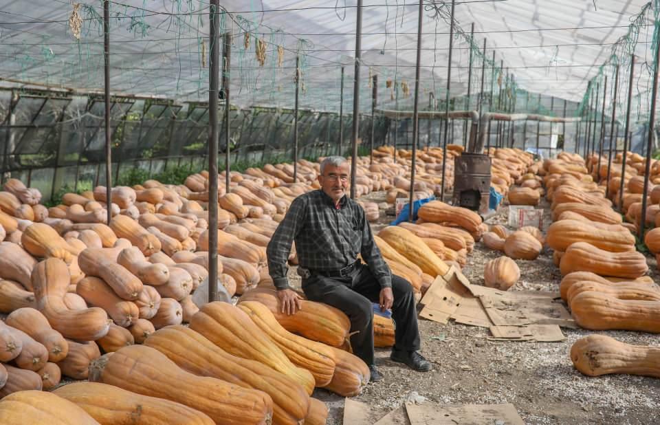 <p>Buranın bal kabakların aroması diğer bölgelere göre daha lezzetlidir. Yıllık 2 bin ton bal kabağı üretimi yapılıyor. 2 bin ton bal kabağının 500 tonu ancak satılıyor, 1.5 tonu elde kalıyor ve çürüyor. </p>
