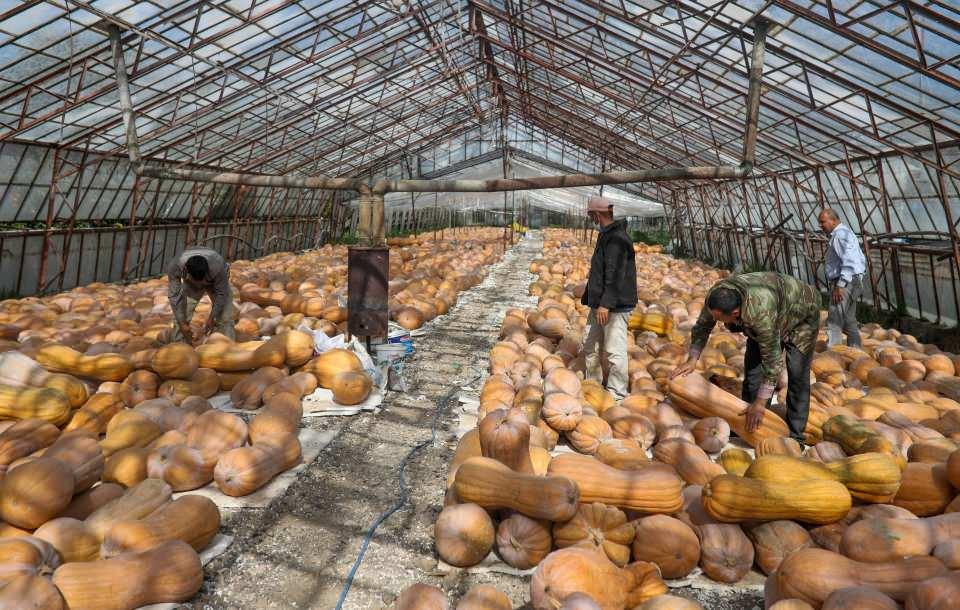 <p>Doyran Mahallesi'nde bal kabağı üreticisi Yılmaz Gökalp, 2020 yılında nisan ayında satış yapamadığı için 80 tona yakın bal kabağını üzerinden traktör geçirerek gübre haline getirdiğini, aynı günleri yaşamak istemediğini anlattı. Üreticinin elindeki bal kabaklarını devletin alıp gerek askeri gerek devlet dairelerinde değerlendirebileceğini düşündüklerini belirten Gökalp, destek istedi.</p>

<p> </p>
