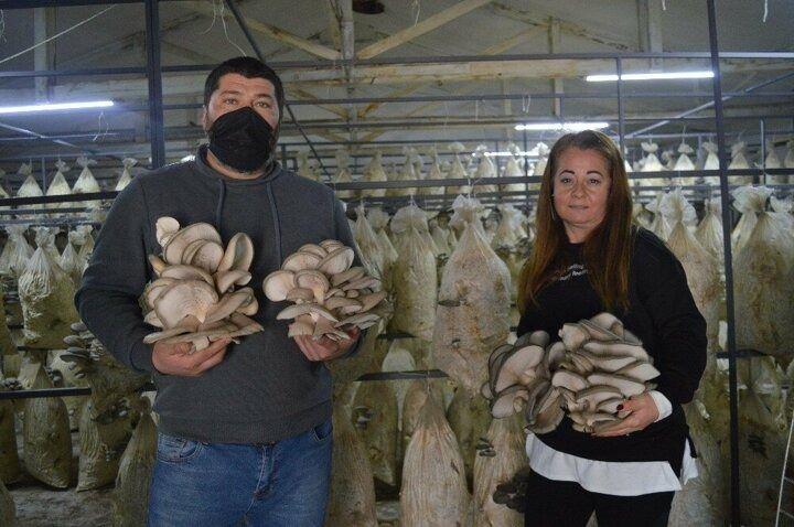 <p>Bu poşetlerde hiçbir zirai ilaç kullanımı yok. Bu poşet içindeki kompostoyu pamukla sağlıyoruz. Pişirildiğinde taze kuzu eti tadı verir bunun yanında da güneşteki tek D vitaminini bu mantar barındırıyor. Şeker, tansiyon ve kanser hastalarına iyi geldiği doktorlar tarafından da dile getirildi” dedi.</p>