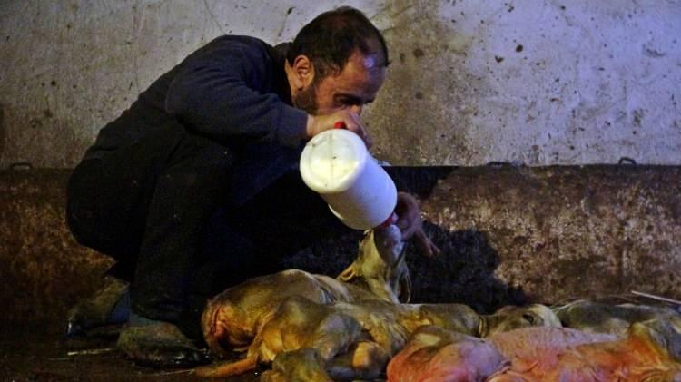 <p>Adeta çocuklarını kaybetmiş gibi üzüldüğünü ifade eden Çakmak, “İneği keserek karnındaki yavruyu kurtaracağımızı düşündük. Karnından 5 tane buzağı çıktı ama 4’ü öldü. 1 tanesi de ölmek üzere. Bunların ölümü beni çok üzdü. Sanki canımdan parça gitti’’ dedi.</p>
<p> </p>