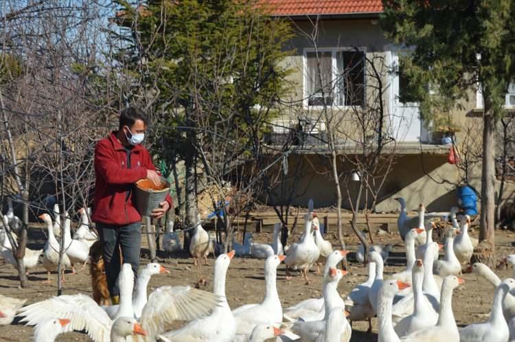 <p><strong>"Yavrularımıza talep çok yoğun"</strong><br />
<br />
Erkan, son yıllarda Türkiye'de kaz etine yönelik büyük bir ilgi olduğunu, yumurtası ile ciğerinin de sağlık açısından tercih edildiğini anlattı.</p>
