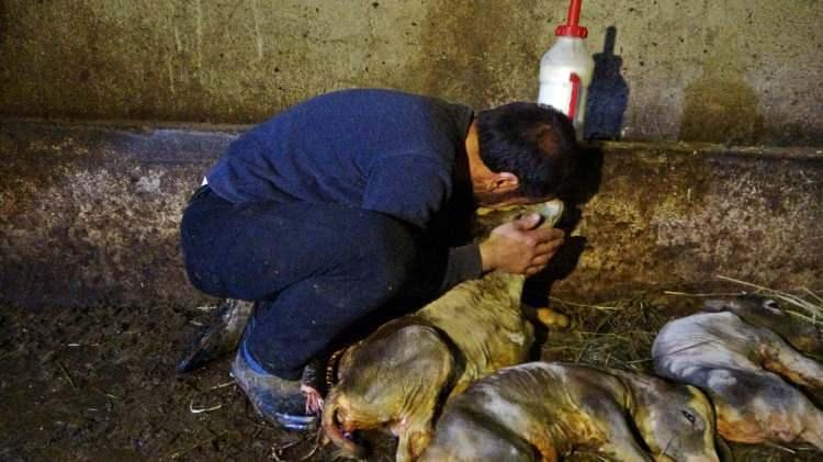 <p>İlçeye 5 kilometre uzaklıkta bulunan Altınoluk köyünde yaşayan Fatih Çakmak (35) isimli çiftçi, sabah saatlerinde ot vermek için ahıra gitti. Ahırda ineğinin çok şiştiğini ve hiçbir şekilde kalkamadığını gören Çakmak, merkeze giderek veterinerden önce ilaç aldı.</p>