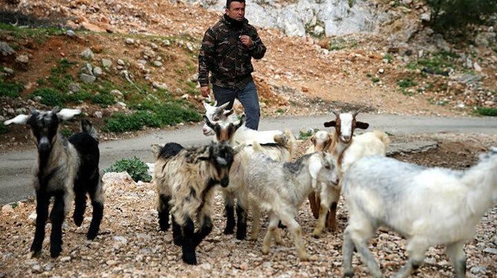 <p>Muğla'nın Bodrum ilçesinde Cemil Çoban, 600 keçiden oluşan sürüsünü daha kolay yönlendirmek ve hayvanların kaybolmasının önüne geçmek için "drone"dan faydalanıyor.</p>

<p> </p>

