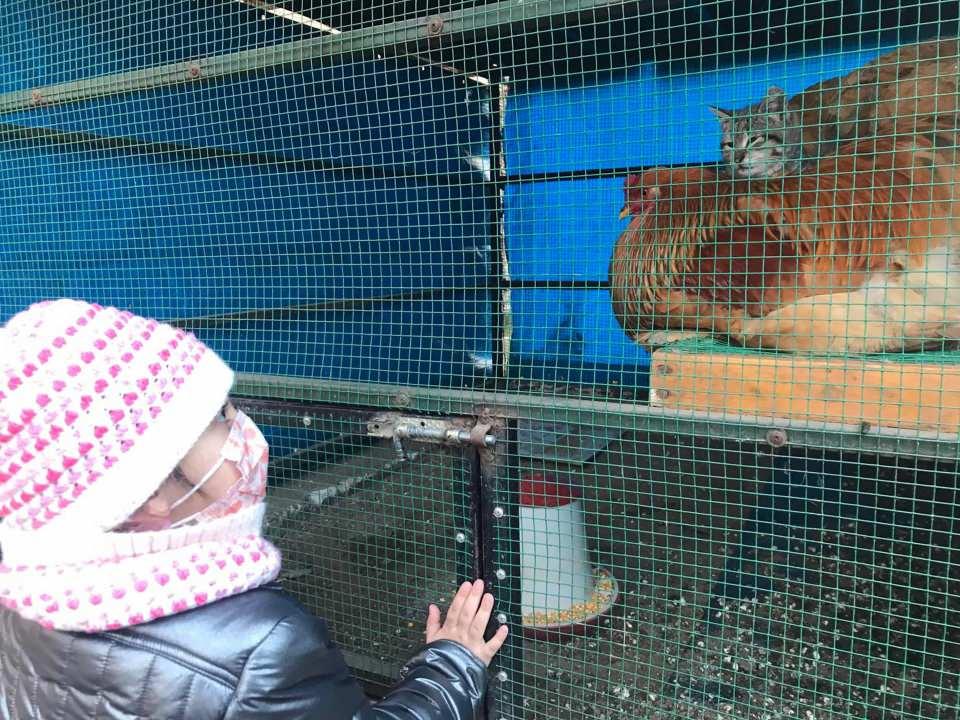<p><strong>‘KEDİ TAVUKLARA SIRNAŞIKLIK YAPIYOR’</strong></p>
<p>Yavru kedinin horozun kuyruğuna atlamaya çalıştığını belirten Cafer Ermiş, “Horozun kuyruğuna atlamaya çalışıyor. Bazen tavuklar ona gaga vuruyor ama buradaki gaye acıtmak değil, şakalaşmak anlamında gibi. Birbirlerinden şikayetleri yok. Genelde kedi tavuklara şımarıklık yapıyor. </p>