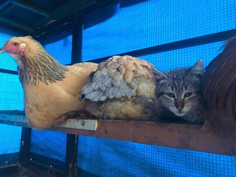 <p>Kümes hayvanlarıyla yavru kedinin yakınlaşması karşısında şaşkınlık yaşayan Cafer Ermiş, akşam olmadan önce parkta gezen hayvanlarını eve çağırıyor. Kedinin de onları takip ederek kümese girdiğini, horoz ile tavukların arasında uyuduğunu söyleyen Ermiş, “Biz de ilk gördüğümüzde kediyle tavukların veya horozun arkadaş olabileceğini düşünmemiştik. </p>