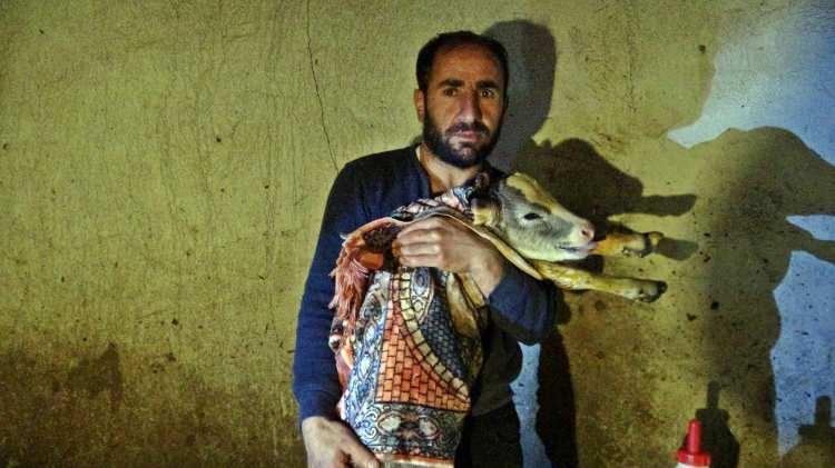 <p> İlacın hiçbir şekilde etki etmemesi üzerine ineğinin ölmesinden korkan Çakmak, tekrar merkeze giderek bu sefer kasabı köye getirdi. İneğini kesen Çakmak, ineğin karnından 5 tane buzağının çıktığını görünce çok şaşırdı. Bir süre yaşayan beşiz buzağıdan 4 tanesi ölünce, gözyaşlarına boğulan Çakmak, buzağıların başında hüngür hüngür ağladı.</p>
<p> </p>