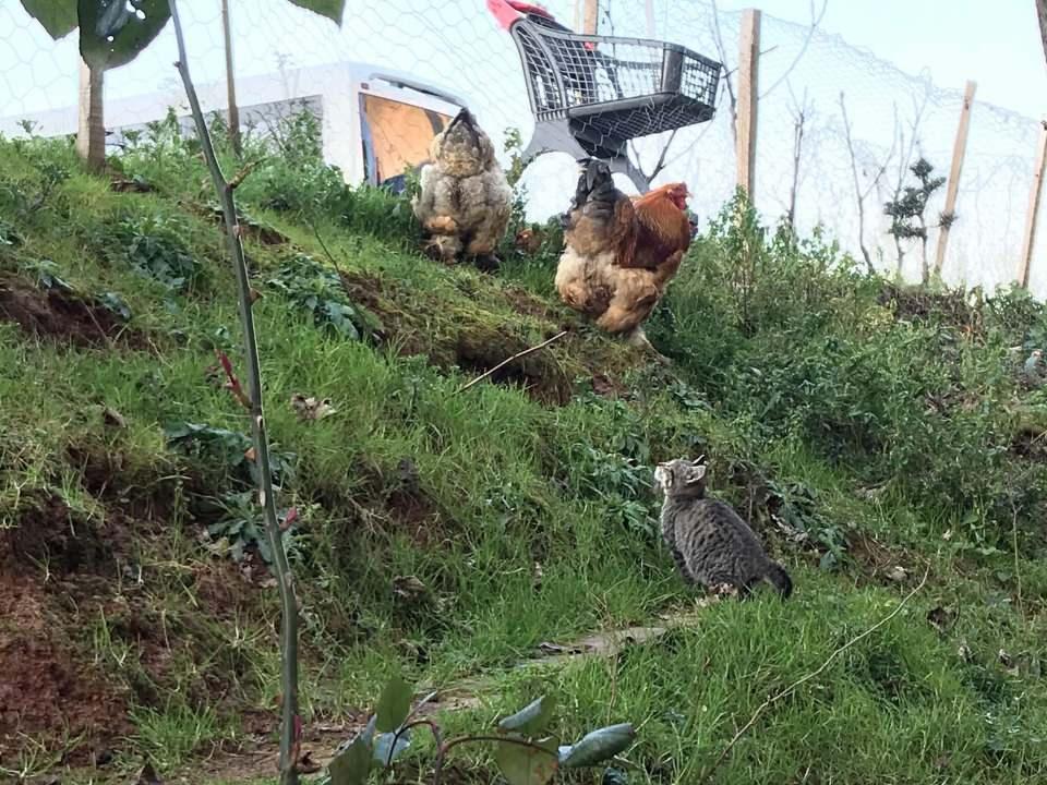 <p>Hayvanları kapatmaya çalışırken kedi mutlaka bir yerlerden geliyor. Gelmediği zamanlarda da sabah erken saatte tavukların kümesten çıkışını bekliyor. Onlara şakalar yapıyor” diye konuştu. </p>
<p> </p>