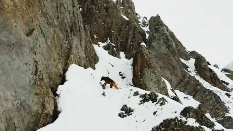 <p>Tunceli'nin y&uuml;ksek kesimlerinde kış uykusundan uyanan boz ayılar dron ile g&ouml;r&uuml;nt&uuml;lendi. Kar yağışının yoğun olduğu Ovacık il&ccedil;esi el değmemiş doğası, yaban hayatı ve boylu boyunca uzanan g&ouml;rkemli dağlarıyla eşsiz manzaralar sunuyor.&nbsp;</p>

<p>&nbsp;</p>

