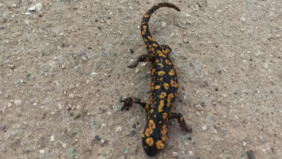 <p>Vatandaşlar, buldukları semendere su verdikten sonra doğal ortamına saldı.</p>

<p>&nbsp;</p>
