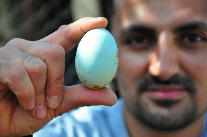 <p>Manisa'da, evinin bah&ccedil;esinde mavi yumurta yumurtlayan Amerikan ırkı Araucanas tavuklarından yetiştiren İsa Deveci (30), tanesini 50 liradan sattığı yumurtalar i&ccedil;in gelen talebe yetişemiyor. Ayda bin adet yumurta &uuml;reten Deveci, kapasitesini arttırmak i&ccedil;in modern bir &ccedil;iftlik kurma &ccedil;alışmalarına başladı.</p>

<p>&nbsp;</p>
