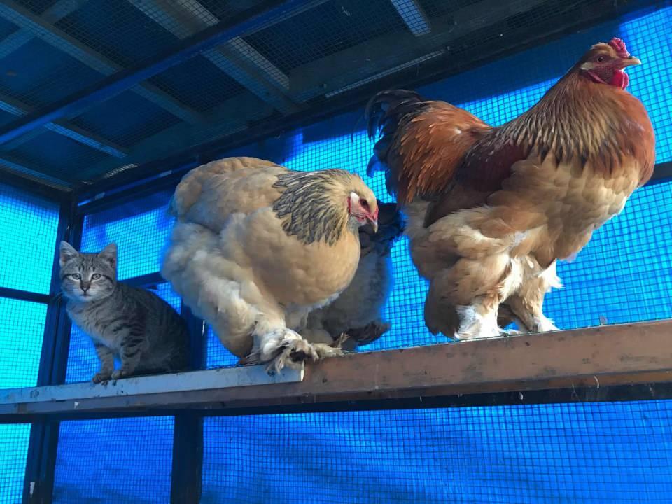 <p> Geçen gün genç bir delikanlı kediyi sevmek istedi. Üçü birden geldiler önüne, kedi kaldı arkada. Kedi bu üçüyle arkadaşlık yapıyor. Benim sesim başka çıkıyor, bunların sesi başka çıkıyor demiyor” diye konuştu.</p>
<p> </p>