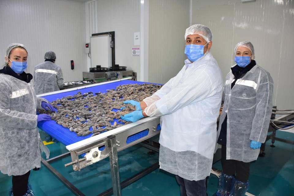 <p>İzmir Balıkçı İş adamları Derneği Başkanı Mehmet Şahin Çakan, Çinlilerin, mutfaklarının vazgeçilmezi deniz patlıcanını Türkiye'den ihraç ettiklerini söyledi.</p>