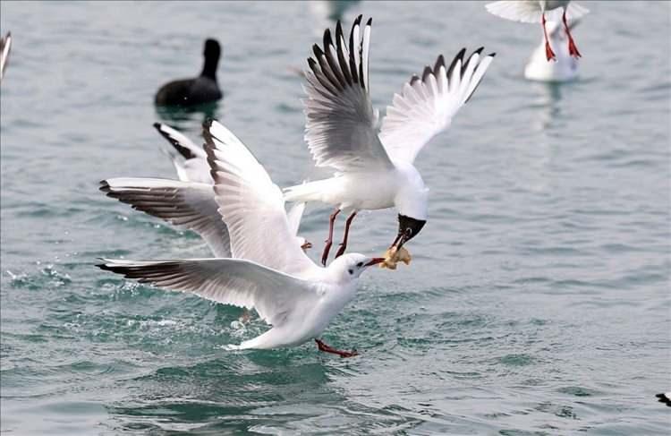 <p>Trabzon'da, soğuk ve yağışlı havanın ardından etkisini gösteren sıcaklıklarla birlikte Karadeniz sahilinde yiyecek arayışını sürdüren martılar, kendilerine atılan balıkları ve ekmekleri alabilmek için adeta birbirleriyle yarıştı. ( Hakan Burak Altunöz - Anadolu Ajansı )</p>

<p> </p>
