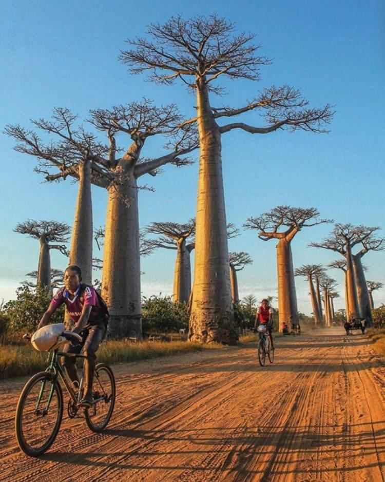 <p><strong>6- AVENUE OF THE BAOBABS / MADAGASKAR</strong></p>
